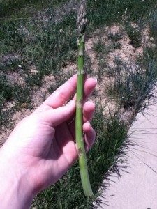 foraging asparagus