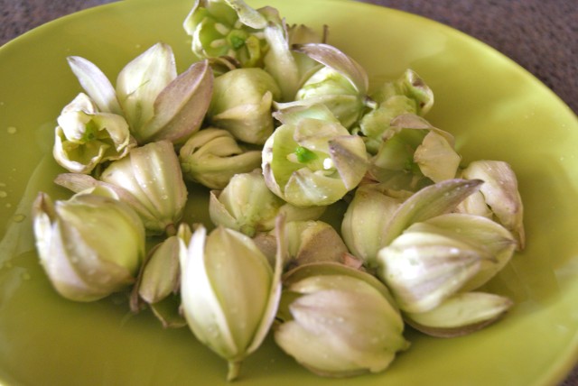 Foraging: Stuffed Yucca Blossom Recipe